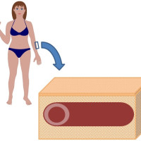 Teste básico sobre sistema circulatório