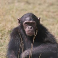 New academic words 5