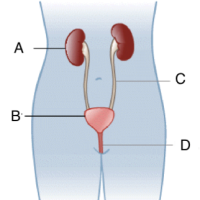Teste introdutório sobre sistema urinário