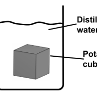 Mechanisms of transport: tonicity and osmoregulation