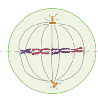 The cell cycle and mitosis