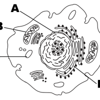 Identifying eukaryotic cell structures