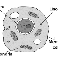 Células vegetales vs células animales