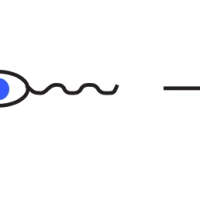 Fecundación y desarrollo