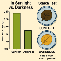 High School Science - HS-LS1-5 - Photosynthesis