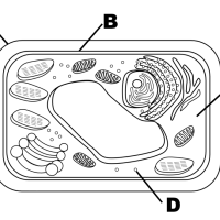Identificación de estructuras celulares