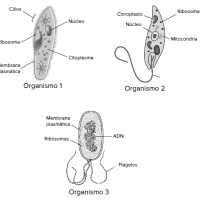 Células procariontes y eucariontes