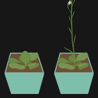 Environmental effects on phenotype