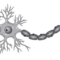 ЗНО онлайн 2012 року з біології – основна сесія