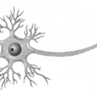 ЗНО онлайн 2015 року з біології – додаткова сесія