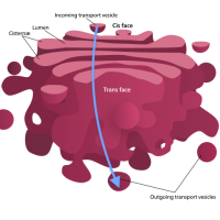 Eukaryotic cell structures