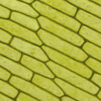 6-8th Grade Science - MS-LS1-1 - Living Things are Made of Cells