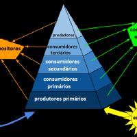 Fluxo de energia e da matéria nas cadeias alimentares