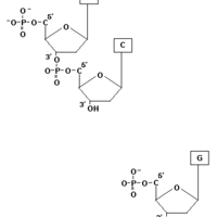 Properties, structure, and function of biological macromolecules