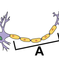 Los sistemas nervioso y endocrino