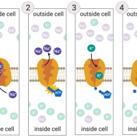 Facilitated diffusion