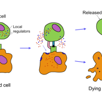 Cell communication