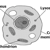 Plant vs animal cells