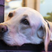 Point of view: poetry 5