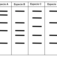 Pruebas de la evolución