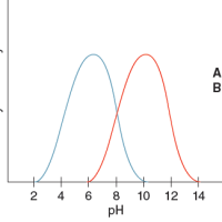 Environmental impacts on enzyme function