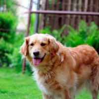 Pets: reading opinions; Dogs Are the Best / Cheers for Cats 3