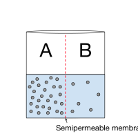 Diffusion, osmosis, and tonicity