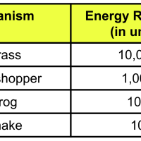 5th Grade Science - 5-PS3-1 - The Energy In Food