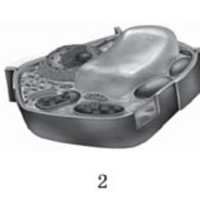 ЗНО онлайн 2017 року з біології – додаткова сесія