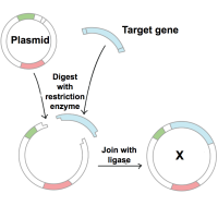 DNA cloning