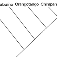 Níveis de biodiversidade