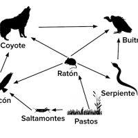 Cadenas alimenticias y redes tróficas
