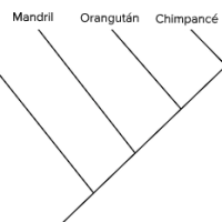 Niveles de la biodiversidad
