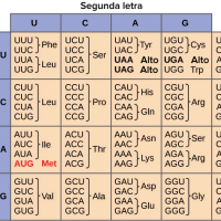 Transcripción y traducción