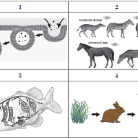 ЗНО онлайн 2021 року з біології – додаткова сесія