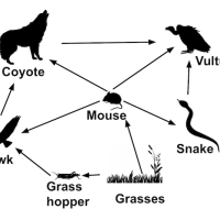 Food chains and food webs