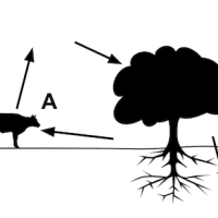 Biogeochemical cycles