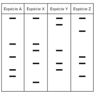 Evidências da evolução