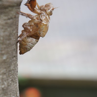 Características gerais dos animais