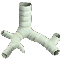 Questionário avançado sobre sistema respiratório