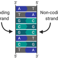 Transcription and RNA processing