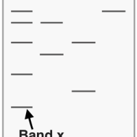 DNA analysis methods