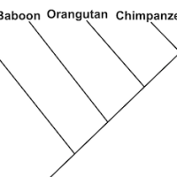 Levels of biodiversity