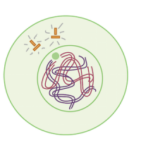 Mitosis questions