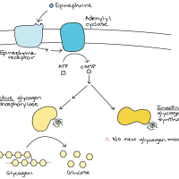 Signal transduction