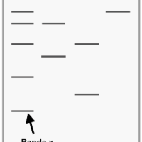 Métodos de análisis del ADN