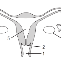 El sistema reproductor