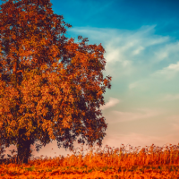 Mysteries of the Past: reading realistic fiction; A View from the Walnut Tree 7