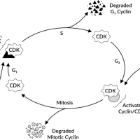 Regulation of cell cycle