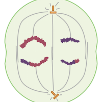 Meiosis